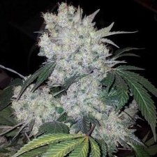 White_Widow