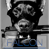 Domas_Falcon